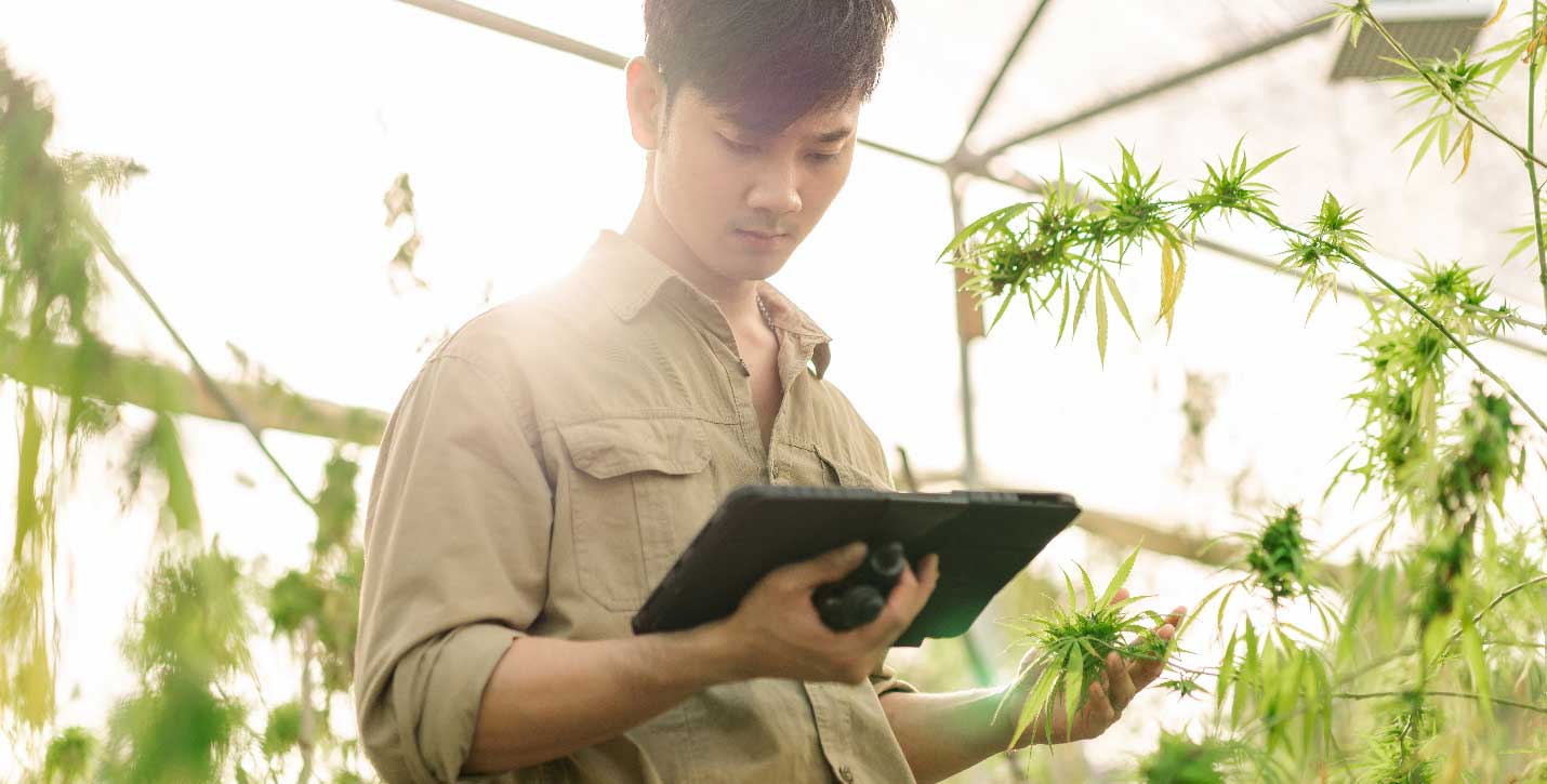 Managing Cannabis Cultivation
