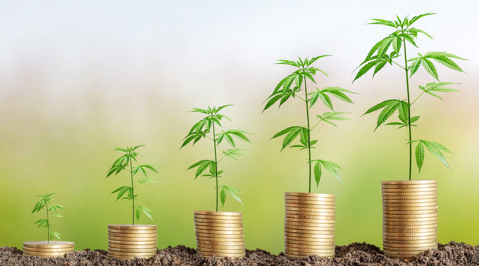 Cannabis Finance and Accounting
